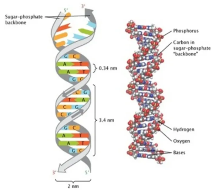 dna-strand